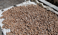 Betel i orzechy betelowe