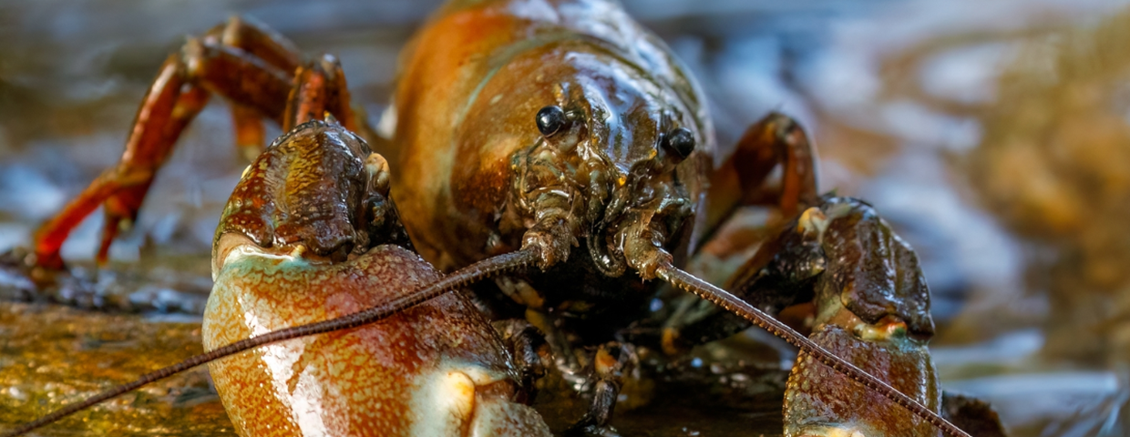 Inwazyjne raki w Polsce