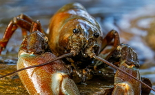 Inwazyjne raki w Polsce