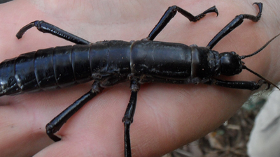 Straszyk Dryococelus australis odradza się