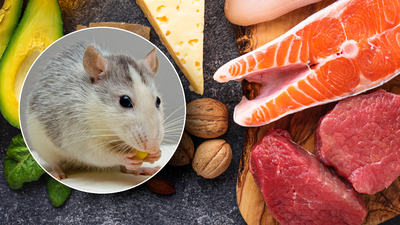 Dieta ketogeniczna jest dobra na pamięć