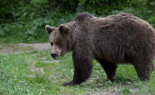 Niedźwiedź brunatny wybudzony w Beskidach