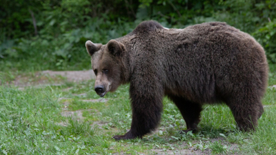 Niedźwiedź brunatny wybudzony w Beskidach