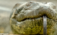 Anakonda zielona, największy wąż. Jadowity?