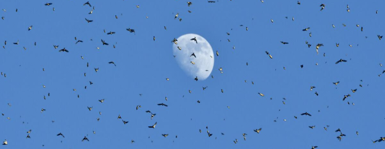 Masowo przylatują do Polski