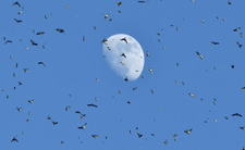 Masowo przylatują do Polski