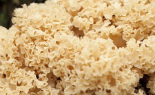 Największy grzyb świata, szmaciak gałęziasty