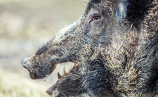 Dzik, spotkanie z dzikiem