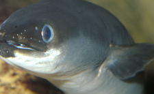 Węgorz, zdrowe ryby, wartości odżywcze