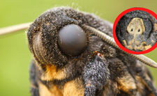 Ćma zmierzchnica, największy owad w Polsce