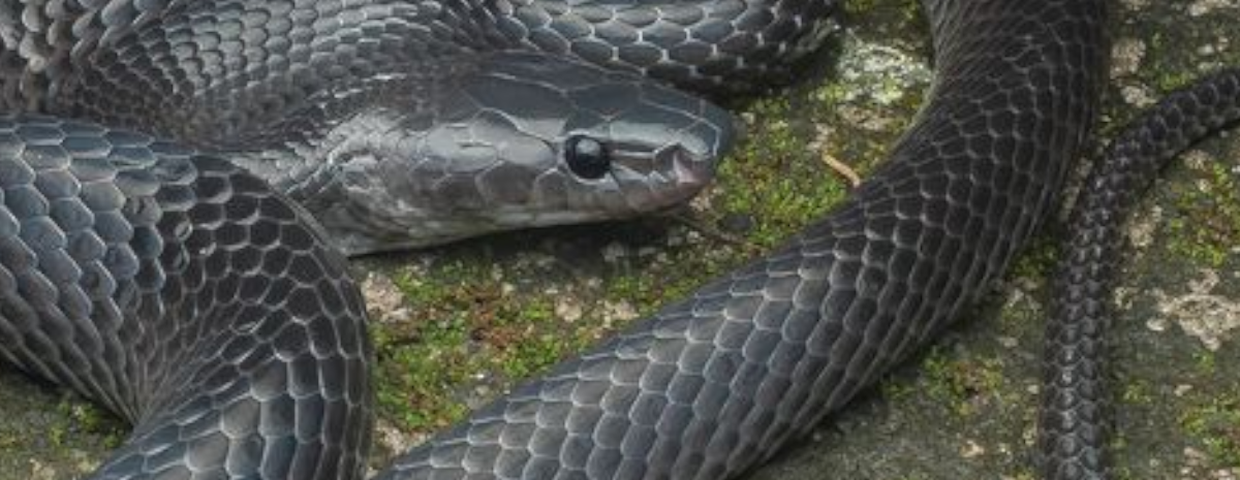 Nowy gatunek węża i Steve Irwin