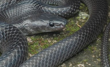 Nowy gatunek węża i Steve Irwin