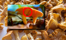 Kurki czy lisówka pomarańczowa