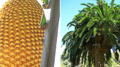 Ecephalartos woodii