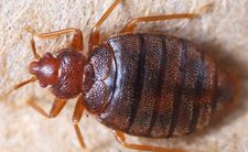 Pluskwy w domu, informacje o pluskwach