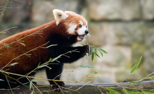 Nie żyją pandki rude z wrocławskiego zoo