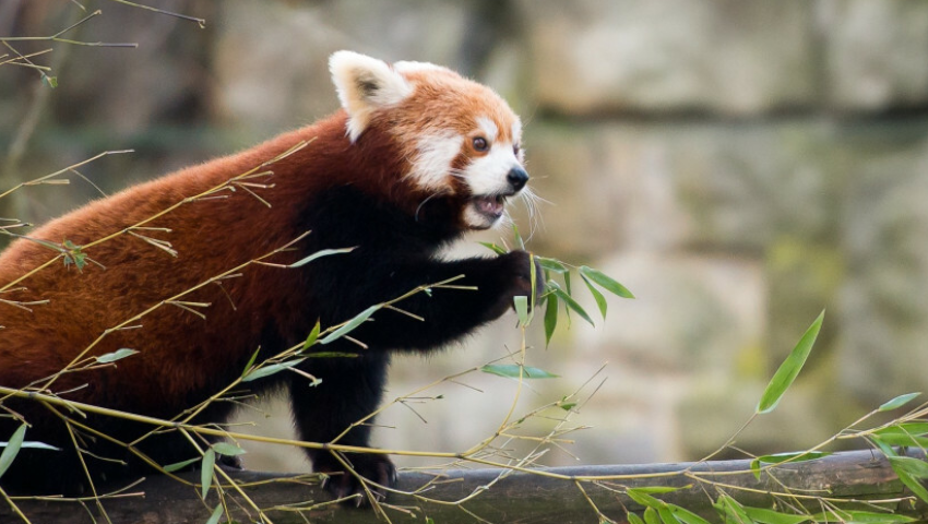 Nie żyją pandki rude z wrocławskiego zoo
