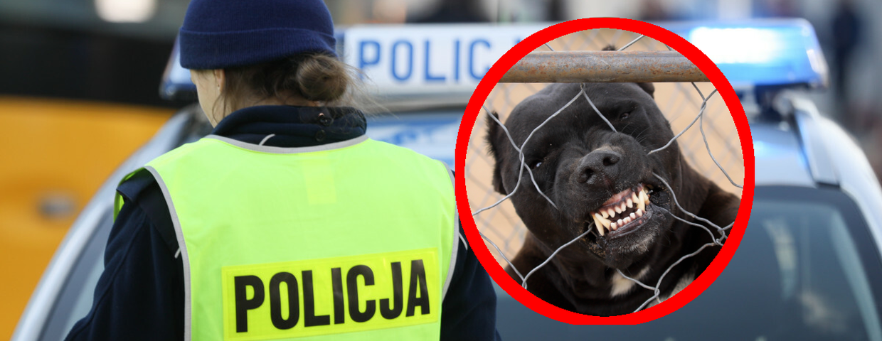 Bytom. Atak pitbulla, agresywny pies