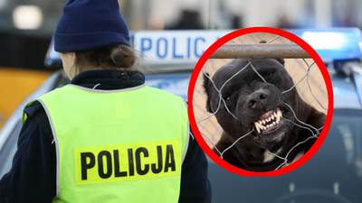 Bytom. Atak pitbulla, agresywny pies