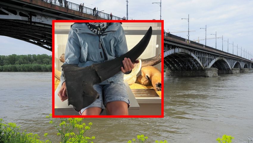 Odkrycie w Wiśle, czaszka pradawnego żubra