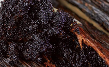 Ta przyprawa zwana jest "czarnym złotem"