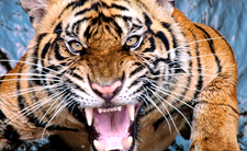 Kambodża i Indie przywracają tygrysy azjatyckie