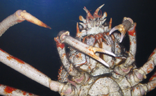 Japoński krab pacyficzny