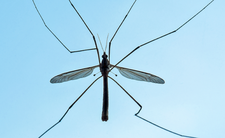 Koziułki to nie wielkie komary