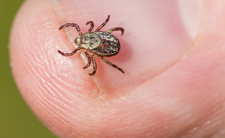 Nowy gatunek kleszczy w Europie