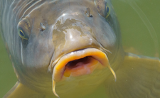 Czy karp to zdrowa ryba?