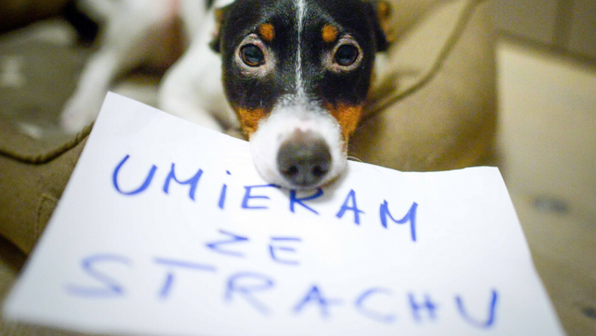 Sylwester 2023/2024 i fajerwerki. Jak naprawdę pokazy fajerwerków wpływają na ptaki i zwierzęta?