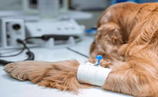 Pies na stole operacyjnym