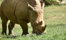 Zagrożone gatunki. Nosorożec biały północy i zapłodnienie in vitro u nosorożców