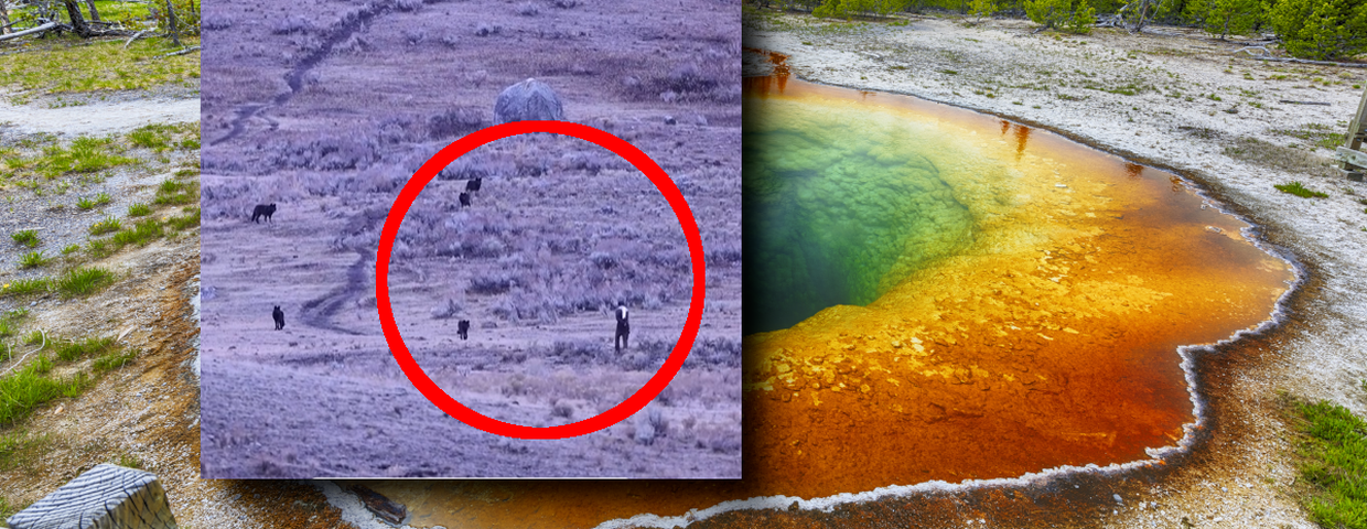 Yellowstone, spotkanie z wilkami