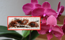 Rośliny, które przyciągają pluskwy