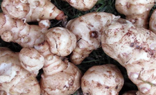 Topinambur, słonecznik bulwiasty