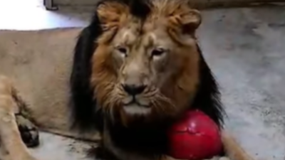 Zoo w Krakowie. Nowy lew Yaro ma ważną misję