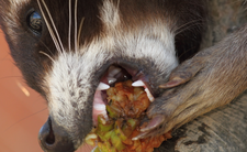 Szop pracz, inwazyjny gatunek w Polsce