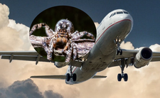 Jadowity pająk w samolocie. Ukąsił pilota Airbusa