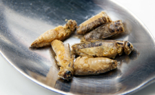 Owady jadalne i największa hodowla w Hiszpanii