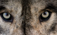 Zmutowane wilki z Czarnobyla. Ich DNA skrywa lek na raka?