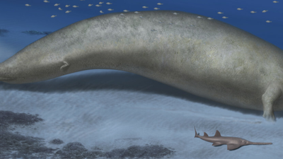 Perucetus colossus miał być największym zwierzęciem
