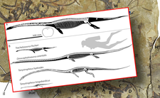 Trachelozaur odkryty