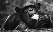 Nie żyje szympansica Kizi