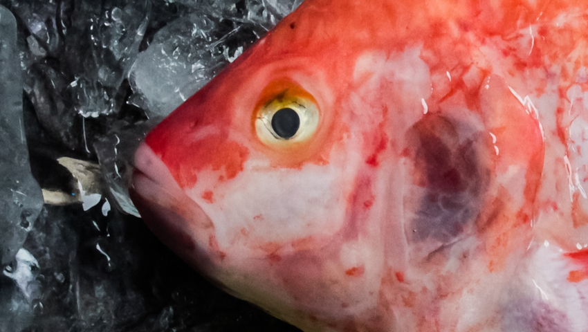 Tilapia zamiast karpia, zdrowa ryba na święta