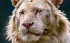 Legrys, lew i tygrys