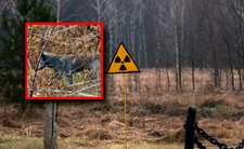 Czarnobyl, niebieskie psy