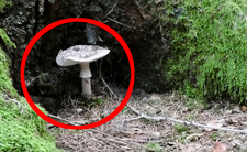 Trujące grzyby muchomor sromotnikowy