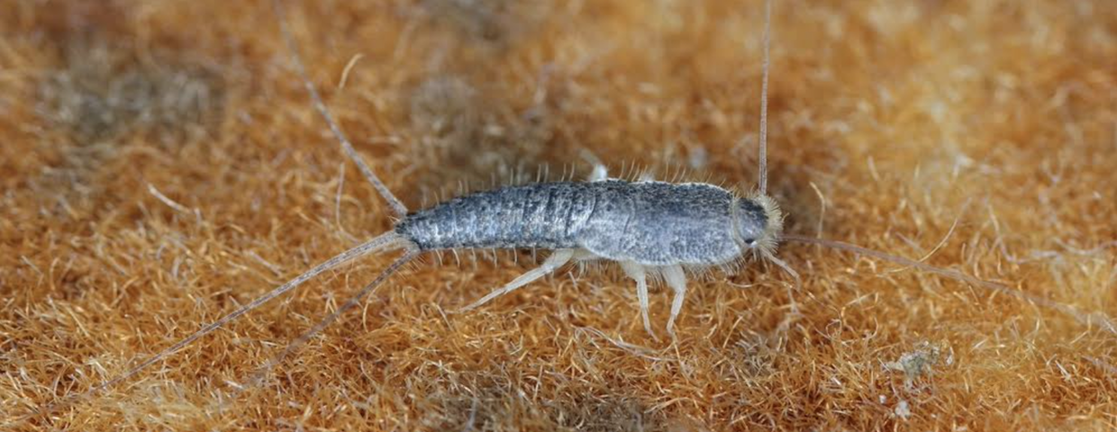 Jak się pozbyć rybików?