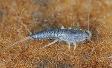 Jak się pozbyć rybików?